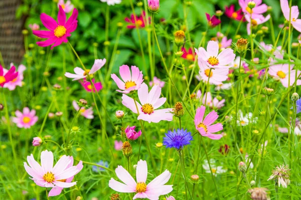 Pink Lilac Meadow Flowers Cosmos Cosmeya Flower — Stock Photo, Image