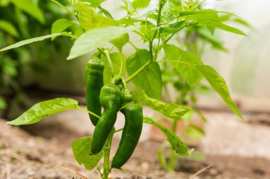 Açık havada küçük yeşil biberli biber filizi. Bahçede sebze yetiştiriyor. Ev hobisi