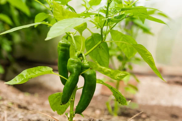 Açık havada küçük yeşil biberli biber filizi. Bahçede sebze yetiştiriyor. Ev hobisi