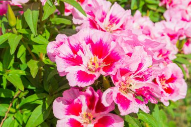 Bahçede büyüyen aczalea çiçekleri. Pembe rhododendron.
