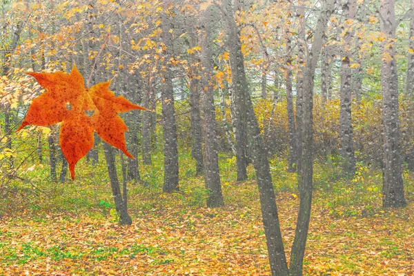 Autumn landscape. Red maple leaf falls to the ground in the park in autumn, it is raining.