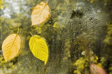 Sarı yapraklı ve camlı sonbahar manzarası.