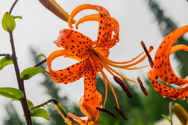 Garden orange lily in raindrops. It was raining in the outdoor garden.