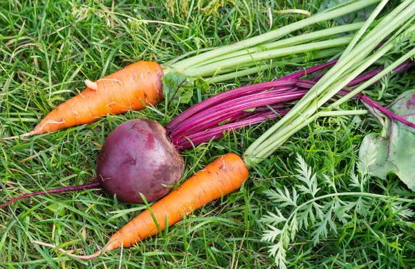 Sayuran Organik Segar Yang Baru Dipanen Dari Kebun Bit Dan — Stok Foto