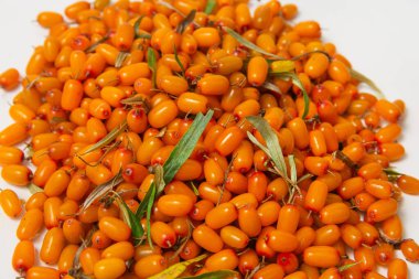 Beyaz arka planda taze taze deniz dikenli meyveler..