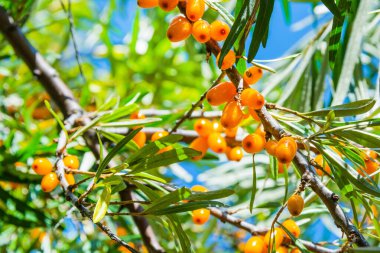 Mavi gökyüzünün arka planında olgun deniz dikenli üzümleri.