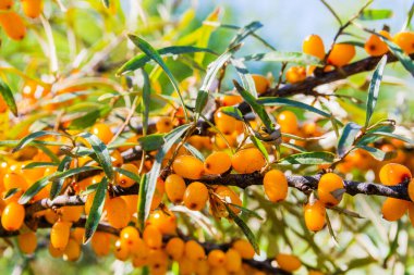 Mavi gökyüzünün arka planında olgun deniz dikenli üzümleri dalları.