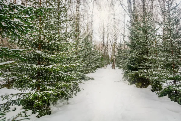 Ormanda karla kaplı yeşil Noel ağaçları. Kış, Yeni Yıl ve Noel konsepti.