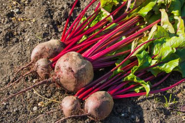 Toprakta taze yapraklı pancarlar var..