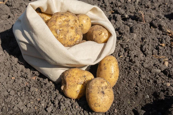 Fresh White Potatoes Bag Field — Stok Foto