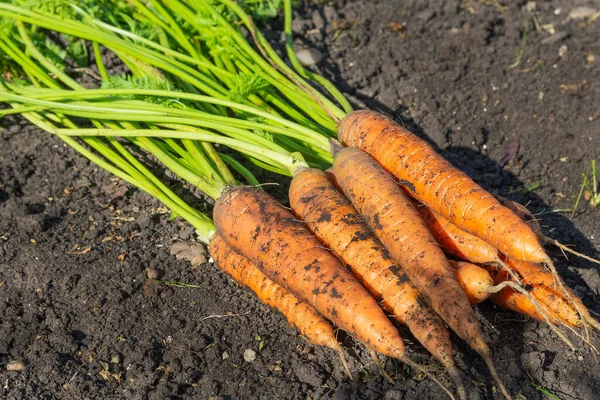 Bunch Fresh Carrots Lying Soil Harvesting Vegetables — Stok Foto