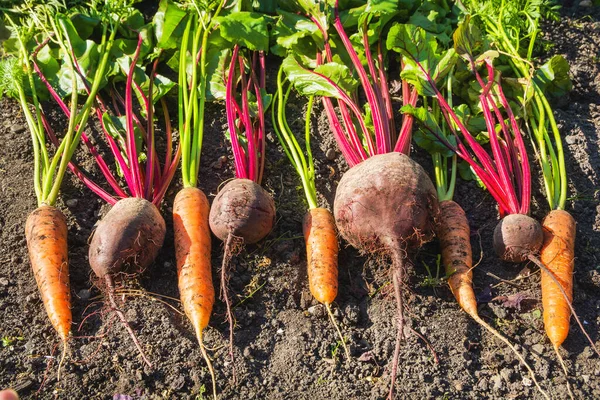 Fresh Beets Dug Out Ground Fresh Carrots — Stok Foto