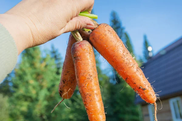 Farmer Holding Fresh Harvest Carrots His Hand — Stok Foto