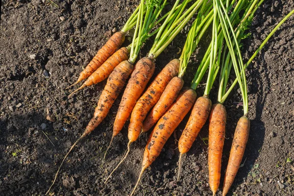 Fresh Crop Carrots Lies Soil Vegetable Garden High Quality Photo — Stok Foto