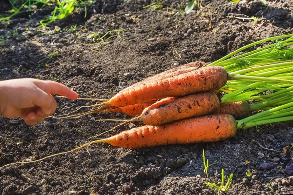 Child Points Fresh Harvest Carrots Finger — Stok Foto