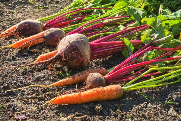 Harvested Fresh Beets Carrots Garden Field — Stok Foto