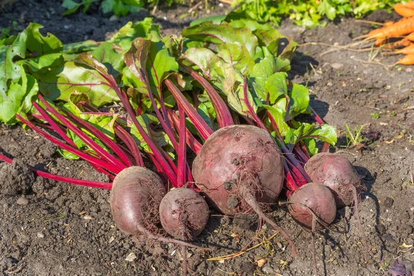 Bunch Fresh Beets Dug Soil Leaves — Stok Foto