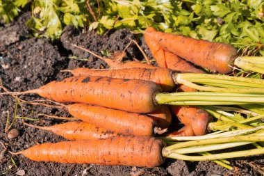 Topraktan taze havuç çıkarıldı. Hasat konsepti.