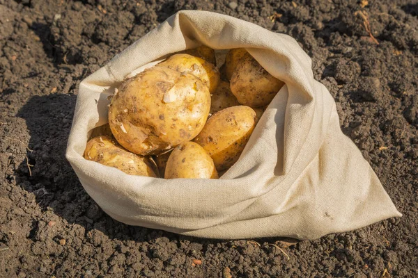 Fall Bag Fresh White Potatoes Garden Harvesting Concept — Stok Foto