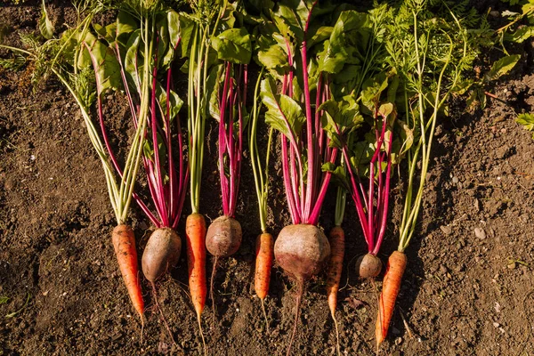 In the fall, there is a harvest of carrots and beets in the garden. Harvesting concept.
