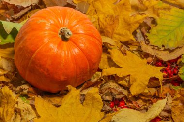 Sarı yapraklı olgun turuncu balkabağı.