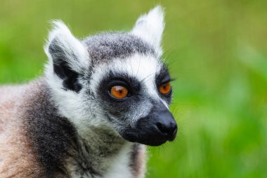 Halka kuyruklu lemur maymunu. Memeliler ve memeliler. Kara dünyası ve fauna. Vahşi yaşam ve zooloji. Doğa ve hayvan fotoğrafçılığı.