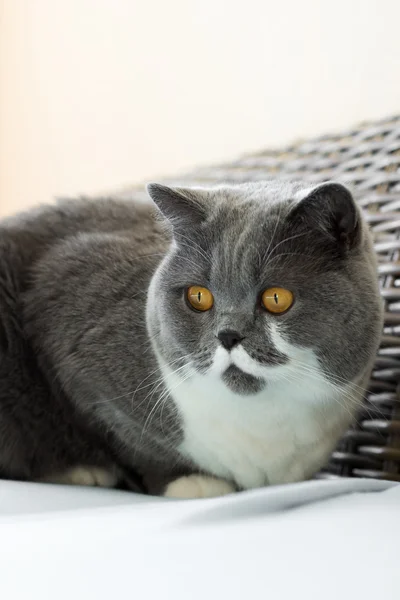 British Shorthair Cat in the Bedroom — Stock Photo, Image