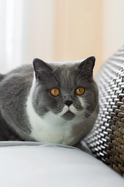 British Shorthair Cat in camera da letto — Foto Stock