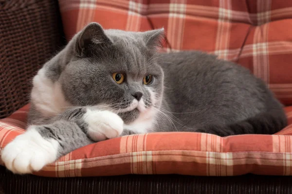 British Shorthair Cat sur la chaise — Photo