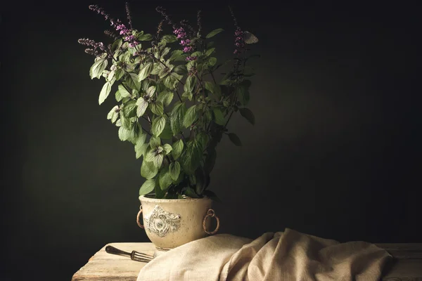 Basilic rouge Plante sur une vieille table en bois avec fourchette argentée — Photo