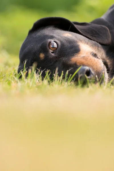 Jovem dachshund no jardim verde — Fotografia de Stock