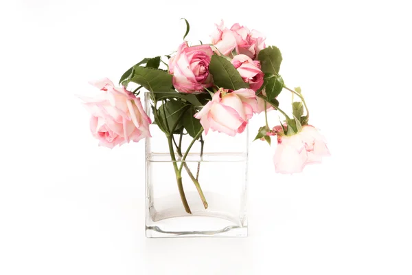 Pink roses in a glass vase with light  background — Stock Photo, Image
