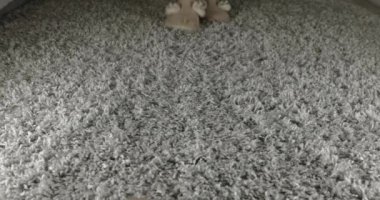 Gri bir halıda, yürüyen, zıplayan ve dans eden sıcak terlikler içinde kadın ayakları.