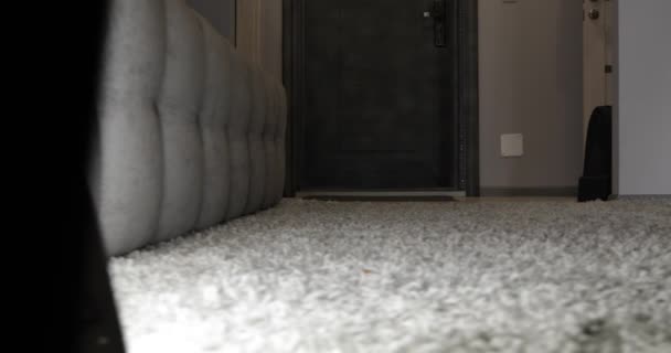 Gray Cat Walks Carpet — Stock Video