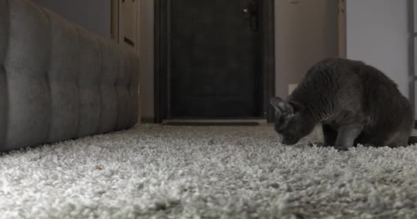 Gray Cat Sniffing Carpet Home — Stock Video