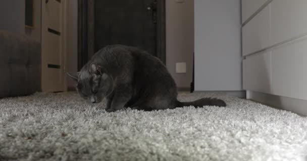Graue Katze Frisst Etwas Auf Einem Teppich Sitzt — Stockvideo