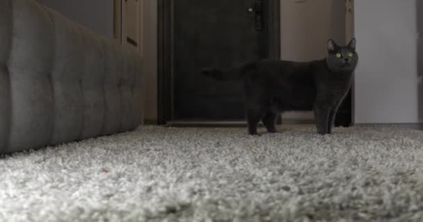 Gray Cat Walks Carpet Female Feet Slippers Pass — Stock Video