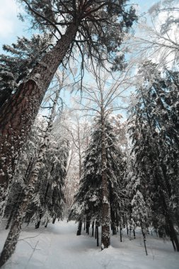 Güzel kış ormanı öğleden sonra mavi gökyüzünün altında