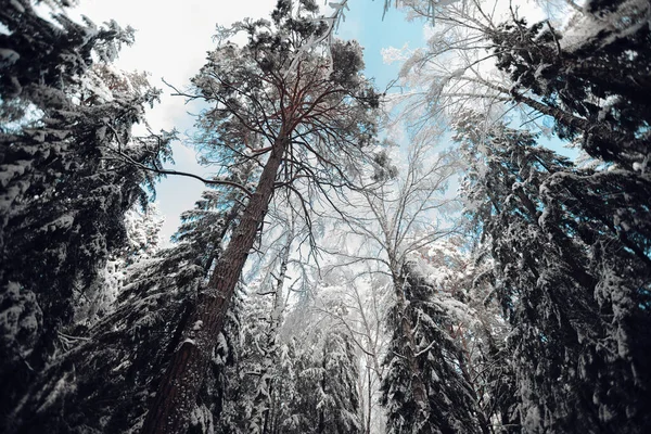 Bela Floresta Inverno Tarde Abaixo Céu Azul — Fotografia de Stock