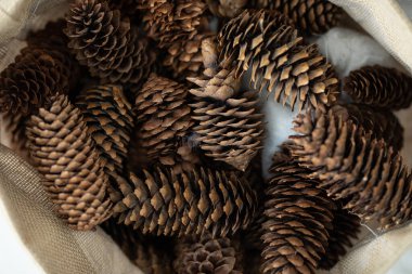 Çantada bir sürü koni var. Yakından bak.