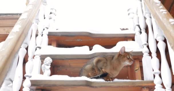 Gato Abisinio Rojo Sentado Afuera Nieve — Vídeos de Stock