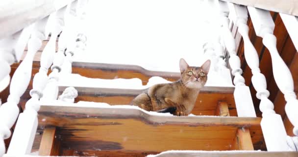 Rosso Gatto Abissino Seduto Fuori Nella Neve — Video Stock