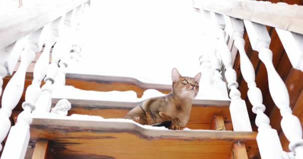 Chat Rouge Abyssinien Assis Dehors Dans Neige — Video