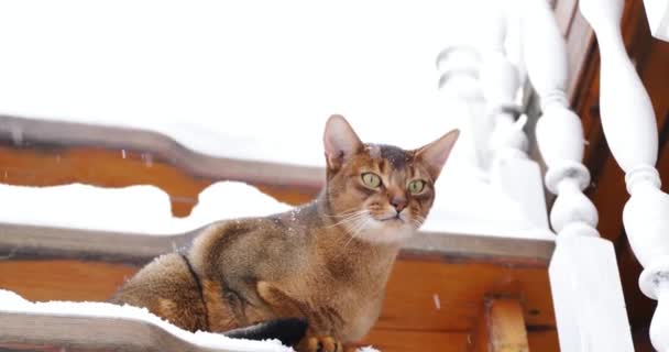 Rote Abessinische Katze Sitzt Draußen Schnee — Stockvideo