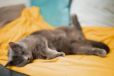 Tüylü gri kedi sarı bir battaniyenin üzerinde uyur ve bacakları farklı yönlere açılır.