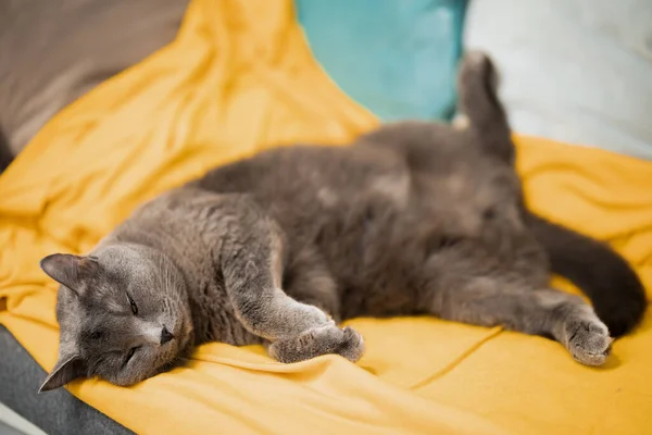 Gato Gris Esponjoso Duerme Sobre Una Manta Amarilla Con Las — Foto de Stock