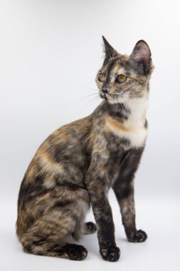 Beyaz arkaplanda üç renkli kedi