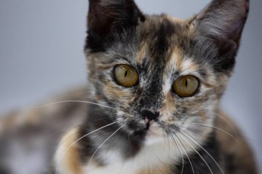 Beyaz arkaplanda üç renkli kedi