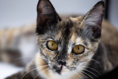 Beyaz arkaplanda üç renkli kedi