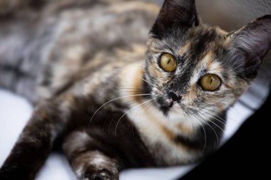 Beyaz arkaplanda üç renkli kedi